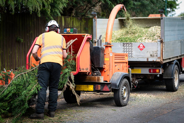 Edina, MN Tree Services Company